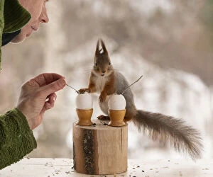 Images Dated 18th March 2021: Red Squirrels and man holding a spoon with eggs Date: 18-03-2021