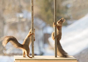 Images Dated 21st November 2021: red squirrels with a pole Date: 21-11-2021