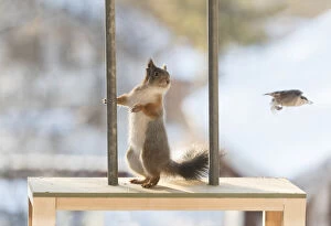 red squirrels with a pole looking at a nuthatch Date: 21-11-2021