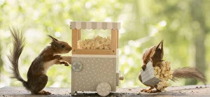 Images Dated 3rd June 2021: Red Squirrels with an popcorn machine Date: 02-06-2021