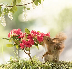 Images Dated 3rd June 2021: Red Squirrels with Rhododendron with red flowers Date: 02-06-2021