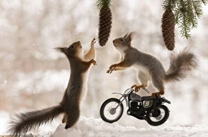 Images Dated 9th April 2021: Red Squirrels riding on a cross bike in snow Date: 09-04-2021