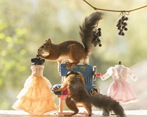 Images Dated 13th September 2021: Red Squirrels with a sewing machine