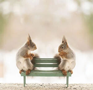 Squirrels Collection: red squirrels sitting on an bench