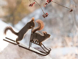 Red Squirrels on a sleight in snow Date: 26-12-2021