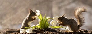 Balance Gallery: red squirrels smelling and holding white tulips Date: 25-03-2021