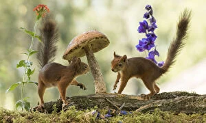 Red Squirrels stand with a mushroom Date: 12-07-2021