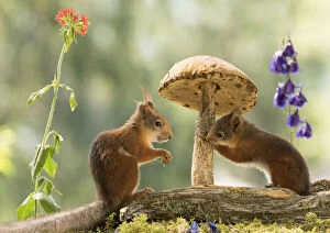 Images Dated 13th July 2021: Red Squirrels stand with a mushroom Date: 12-07-2021