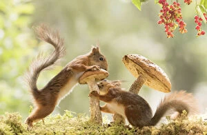 Red Squirrels stand with a mushroom Date: 18-07-2021