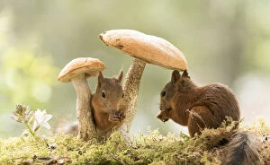 Red Squirrels stand between mushrooms Date: 18-07-2021