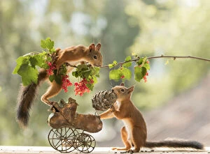 Baby Carriage Gallery: red squirrels standing with an baby stroller Date: 25-07-2021