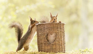 Images Dated 25th May 2021: Red Squirrels standing with a basket with an heart