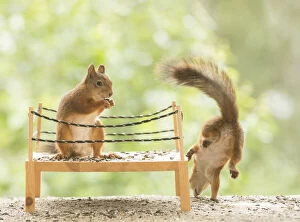 Boxer Gallery: Red Squirrels standing in a boxing ring     Date: 07-07-2021