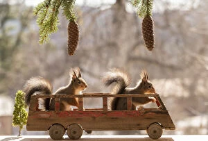 Images Dated 12th April 2021: Red Squirrels standing in a bus