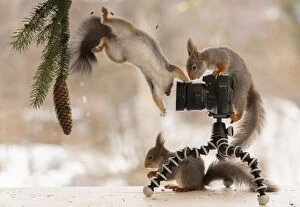 Pinecone Gallery: Red squirrels is standing behind a camera Date: 20-03-2021