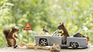 Images Dated 8th August 2021: Red Squirrels standing with a car and skeleton Date: 07-08-2021