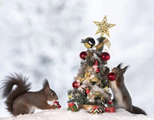 Ball Gallery: red squirrels are standing with an Christmas tree with birds Date: 08-01-2021