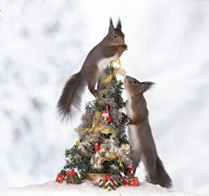 Red Squirrels playing Gallery: red squirrels are standing with and in a Christmas tree Date: 08-01-2021