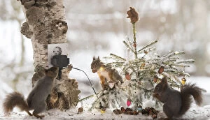 Images Dated 21st November 2021: red squirrels standing with gifts with a christmas tree Date: 20-11-2021