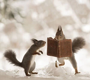Images Dated 4th March 2021: red squirrels are standing on ice with an book Date: 22-02-2021