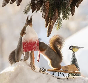 Sciuridae Collection: red squirrels standing with an letterbox with snow and titmouse