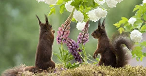 Images Dated 25th March 2021: red squirrels standing with lupines and snowball bush