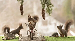 Images Dated 2nd April 2021: red squirrels standing on and with a motor bike
