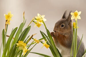 Images Dated 22nd March 2021: Red Squirrels are standing with narcissus