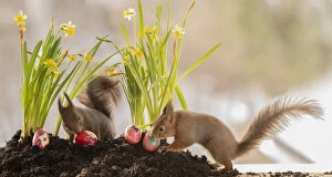 Images Dated 22nd March 2021: Red Squirrels standing with narcissus and eggs