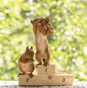 Red Squirrels standing on a podium with nuts Date: 16-07-2021