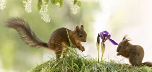 Images Dated 3rd June 2021: Red Squirrels standing with a purple iris
