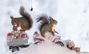 Gift Collection: red squirrels standing on a Quadbike with presents