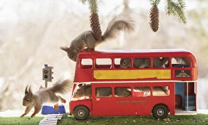 Riding Gallery: red squirrels are standing in an red london bus     Date: 05-04-2021