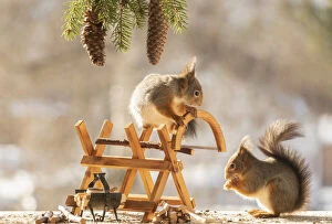 Animals In The Wild Gallery: red squirrels standing with a saw and saw block     Date: 02-03-2021
