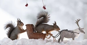 Carriage Collection: Red squirrels standing on a sledge with a reindeer