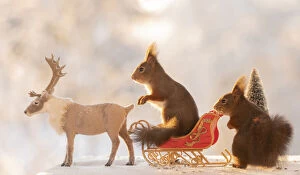 Carriage Collection: Red squirrels standing on a sledge with reindeer on ice