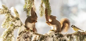 Images Dated 28th February 2021: Red squirrels standing on a snow pine branch with great tit