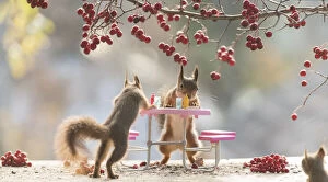 Breakfast Gallery: Red Squirrels standing with a table     Date: 12-10-2021