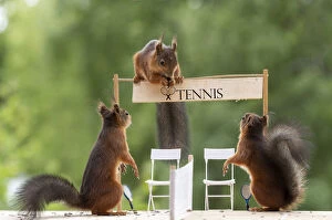 Brake Gallery: red squirrels are standing on a tennis court     Date: 12-06-2018