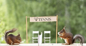 Brake Gallery: red squirrels are standing with an tennis racket on a court     Date: 12-06-2018