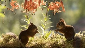 Images Dated 8th August 2021: Red Squirrels standing with a tiger lily Date: 07-08-2021