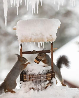 Bucket Gallery: Red squirrels are standing with a water well in winter Date: 21-02-2021