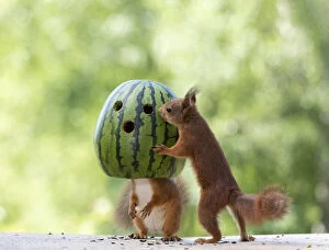 Images Dated 24th February 2021: red squirrels are standing with an watermelon mask Date: 10-06-2018