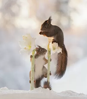Images Dated 24th February 2021: Red squirrels are standing on white Hippeastrum flowers Date: 18-01-2021