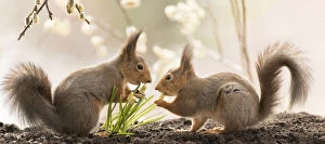 Images Dated 7th May 2021: Red Squirrels standing with white Muscari flowers Date: 07-05-2021