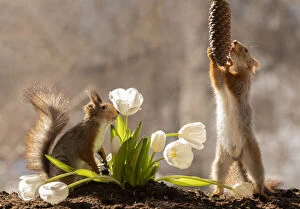 Images Dated 1st April 2021: red squirrels standing with white tulips and pinecone