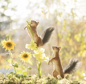 Images Dated 7th October 2021: Red Squirrels with a sunflower Date: 07-10-2021
