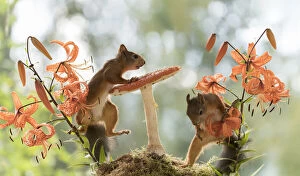 Images Dated 10th August 2021: Red Squirrels with tiger lilies and toadstool