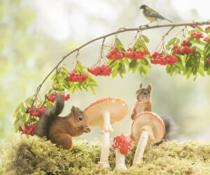 Images Dated 21st August 2021: Red Squirrels with a toadstool