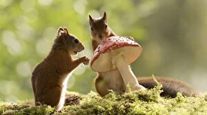 Images Dated 1st September 2021: Red Squirrels with a toadstool Date: 31-08-2021